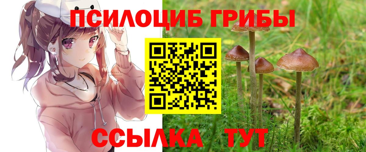 Вязники  Галлюциногенные грибы Cubensis  Вход с VPN 